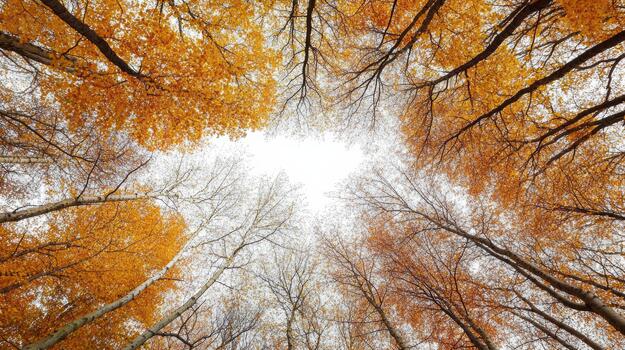 An image of a forest with trees in the fall photo