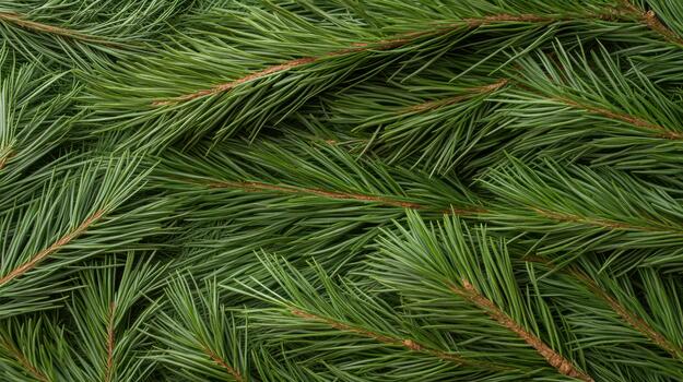 un cerca arriba de un pino árbol rama foto