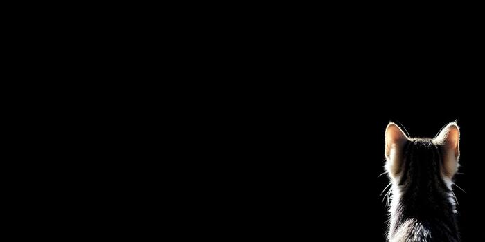 A small tabby kitten stands with its back to the viewer its ears glowing against a deep black background photo