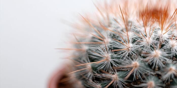 A close up of a cactus reveals its intricate texture and sharp reddish brown spines against a white background photo