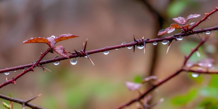 Raindrops cling to sharp thorns and small reddish leaves on a deep red branch creating a detailed natural scene photo