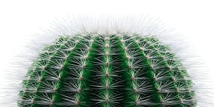 A macro shot captures the intricate details of a green cactus with sharp white spines isolated on a clean background photo