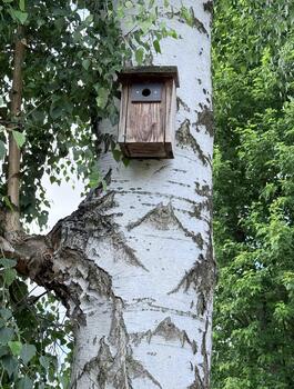 An old small birdhouse using shallow depth of field and selective focus on an old white oak tree during a fall day outside in the woods with room for your text photo