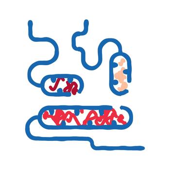 Gut microbiome and circulatory system interaction diagram vector