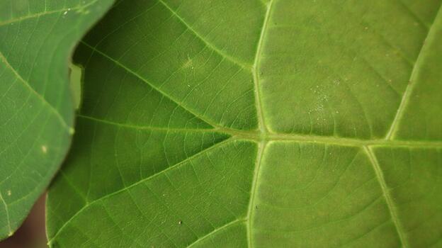 Detailed View of Large Green Leaf Veins and Structure photo