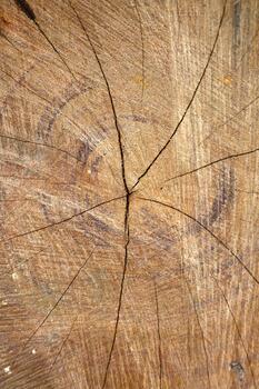 Cross Section of Acacia Wood Log with Concentric Rings and Cracks photo
