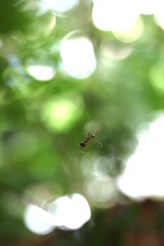 Weaver Ant Trapped in Spider Web Against Bokeh Background photo