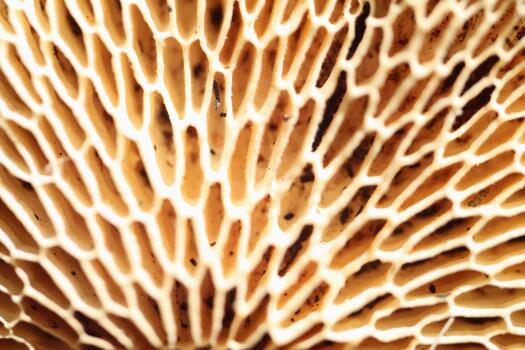 Intricate Honeycomb Pore Texture on the Underside of a Wild Mushroom Cap photo