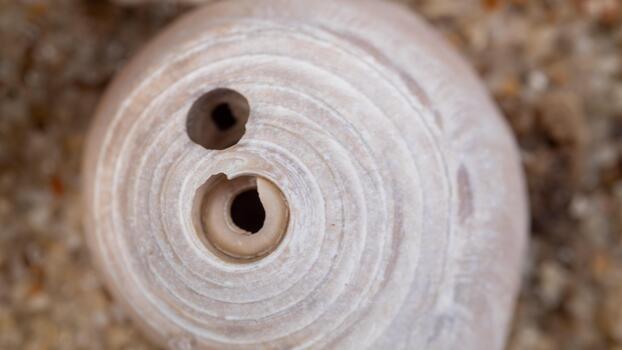 Top View of Spiral Seashell with Concentric Lines and Two Holes photo