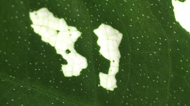 Abstract White Variegation Pattern on Dark Green Leaf photo