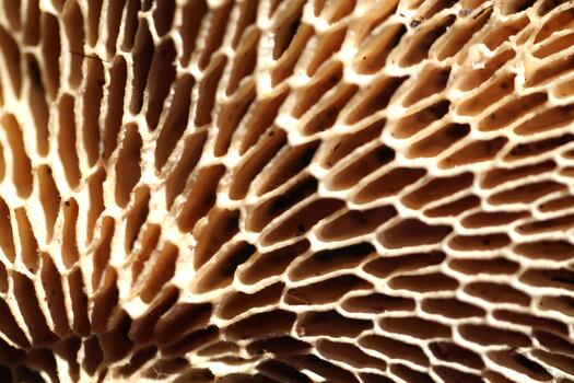 Detailed Hexagonal Pore Surface of Neofavolus Alveolaris Mushroom Underside photo