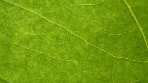 Undulating Surface of a Green Leaf with Prominent Cell Structure photo