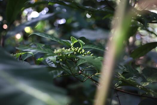 Cluster of Small Green Berries and Buds Hidden within Dense Forest Foliage photo