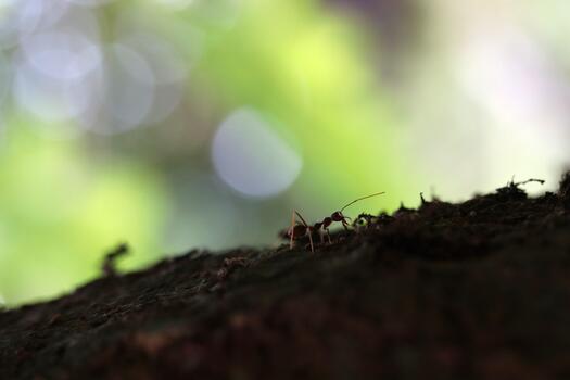 Red Ant Silhouetted on Tree Bark with Bright Green Bokeh Background photo