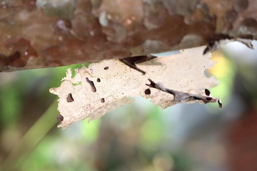 Delicate Piece of Peeling Guava Bark Hanging from Branch photo