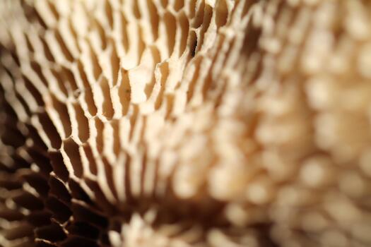 Intricate Honeycomb Texture of a Porous Fungus Underside photo