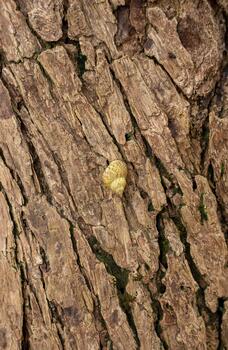 Small Snail Shell Resting on Deeply Grooved Tree Bark Texture photo