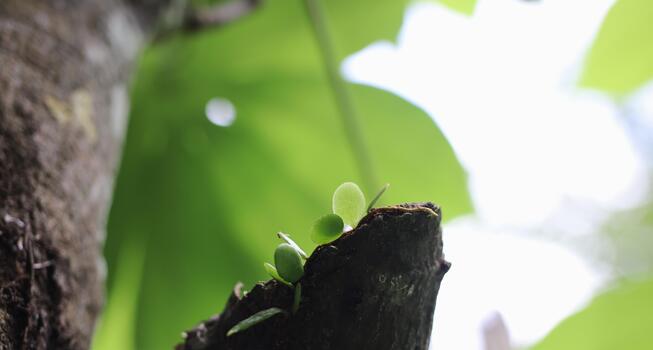 Tiny Round Leaves Sprouting on a Broken Tree Branch Tip photo