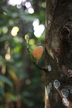 Jackfruit Tree Sprout with Copper Leaf Growing on Rough Bark with Bokeh photo
