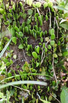 Dense Cluster of Tiny Round Green Leaves Clinging to Tree Trunk photo