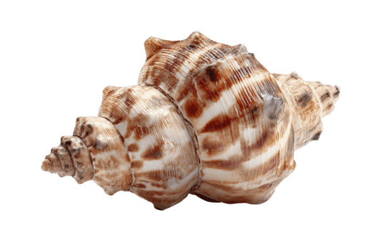 spiral snäckskal med invecklad brun och vit mönster från de hav isolerat på transparent bakgrund png