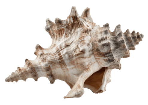 taggiga trumpetsnäcka snäckskal med invecklad mönster och spiral form isolerat på transparent bakgrund png