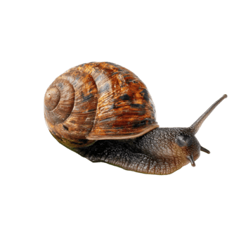 común jardín caracol con un marrón estampado cáscara despacio Moviente adelante aislado en transparente antecedentes png