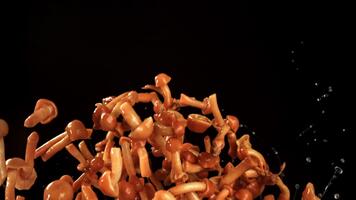 inlagd honung svamp flyga på en svart bakgrund. filmad på en hög hastighet kamera på 1000 fps. hög kvalitet full HD antal fot video