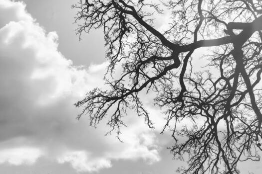 Monochrome Tree Branches Silhouette Against Cloudy Sky for Dramatic Nature and Mood Background photo