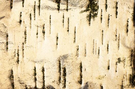 Birch bark texture shows rustic surface. White weathered trunk with black scratched organic pattern photo