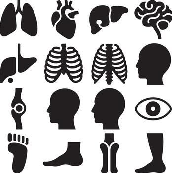 A comprehensive collection of human anatomy icons, including internal organs, skeletal structures, and body parts, presented in a clean, minimalist silhouette style on a white background for easy vector