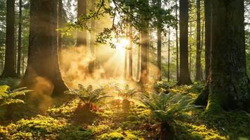 solljus strömmar genom de skog tak, skapande en magisk, eterisk scen med ormbunkar och mossa, perfekt för natur och wellness projekt video