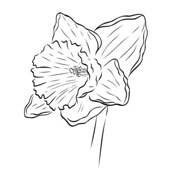 Wonderful daffodil flower. graphic ink illustration, object from a large set of daffodils vector