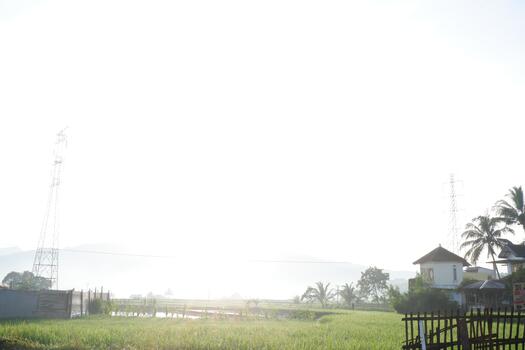 Serene and Bright Rice Field Landscape with Hazy Mountain Backdrop Scenery photo