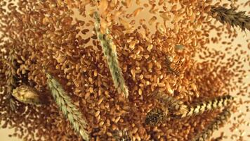 vete korn med spikelets flyga upp och falla ner. filmad på en hög hastighet kamera på 1000 fps. hög kvalitet full HD antal fot video