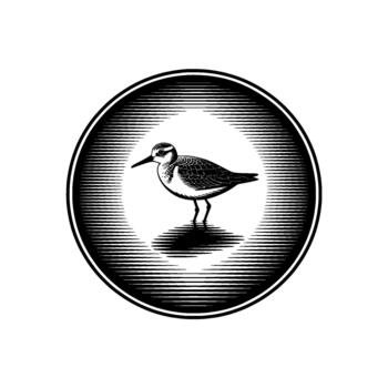 grabado monocromo ilustración de un pequeño lavandera en pie en superficial agua fundición un reflexión dentro un circular marco adornado con lineal patrones vector