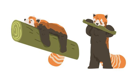 Red Panda as Small Mammal with Dense Reddish-brown Fur and Ringed Tail Lying on Tree Branch Set vector