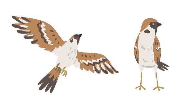 gorrión como marrón y gris pequeño paseriforme pájaro con corto cola volador y en pie conjunto vector
