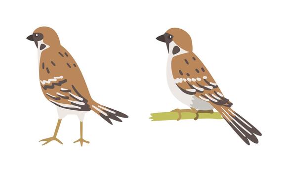 gorrión como marrón y gris pequeño paseriforme pájaro con corto cola encaramado y en pie conjunto vector