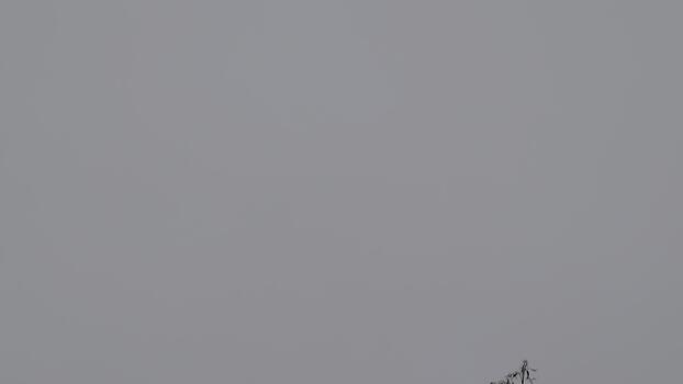 Monochromatic sky with soft gradient and muted tones, creating a tranquil atmosphere photo