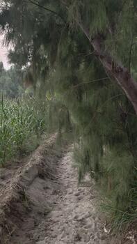 Sandy Path Through Verdant Fields, Framed by Trees with a Soft Hazy Glow photo