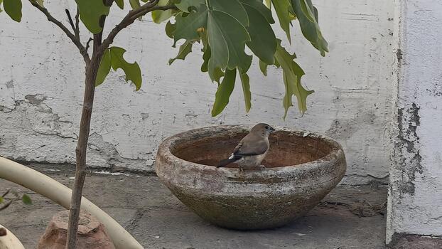 Captivating Java Sparrow Enjoying Water in Clay Pot Under Green Leaves with Detailed Textures and Natural Light, Creating a Serene Wildlife Scene photo