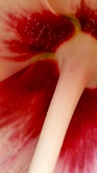 Abstract macro view of a hibiscus flower petal, highlighting the intricate details of the red and white patterns with soft lighting, creating a dreamy, artistic floral texture photo