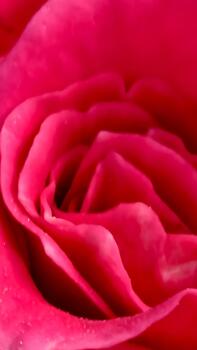 Abstract close-up of a velvety red rose, capturing the intricate textures and soft gradients in its petals with shallow depth of field, creating a dreamy botanical scene photo