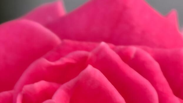 Dreamy close-up of vibrant pink rose petals with soft focus, creating an ethereal floral background with gentle curves and smooth texture in a modern style photo