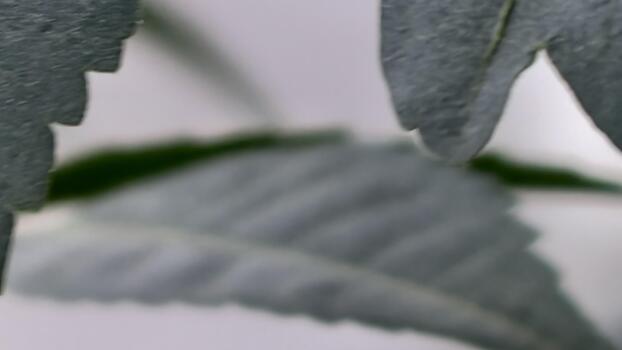 resumen de cerca de borroso verde hojas con texturizado superficie y intrincado detalles, creando un suave y soñador botánico composición foto