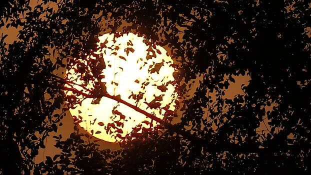 Intense sunlight shining through tree branches, creating a bright and warm nature scene, with detailed foliage, golden color palette and bokeh effect photo