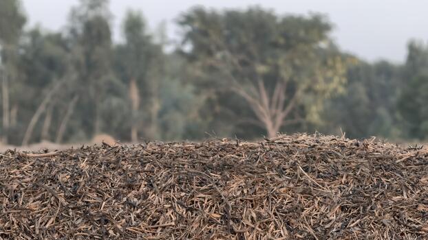 Agricultural Residue in a Field with Trees in the Background, Showing a Rural Landscape with Natural Texture and Earthy Tones Under Soft, Diffuse Lighting photo
