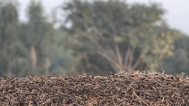 Agricultural Waste Pile in a Field with Distant Trees, Emphasizing Texture and Depth in a Rural Setting with Soft Light and Natural Color Palette photo