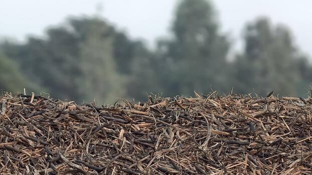 Textured pile of dry branches and twigs, creating a natural, rustic background with a blurred forest backdrop, showcasing earthy tones and organic patterns photo